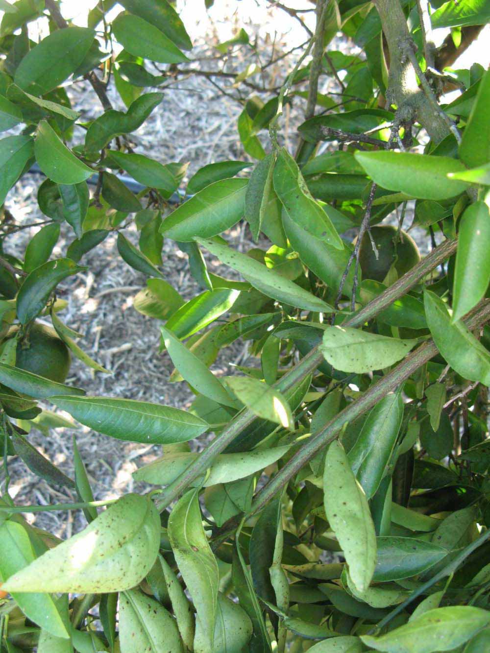              Shade leaves (Winter Haven, FL)       